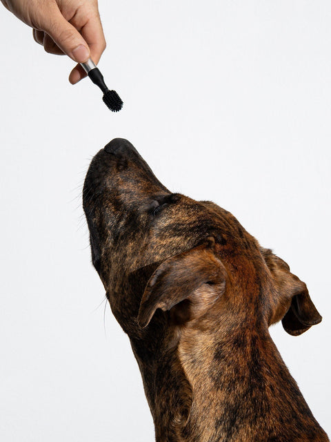 How We Brush Our Dogs' Teeth
