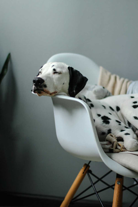 Dogs dream of their Humans š„¹