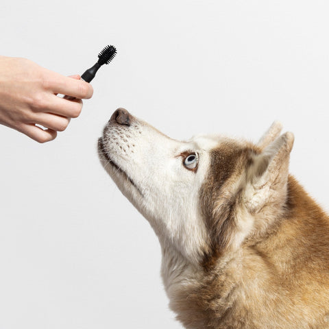 Toothbrush