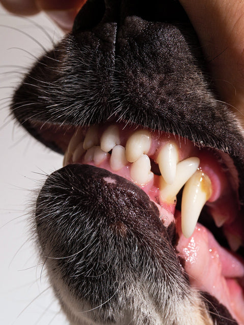 What Really Happens When You Don’t Brush Your Dog’s Teeth?