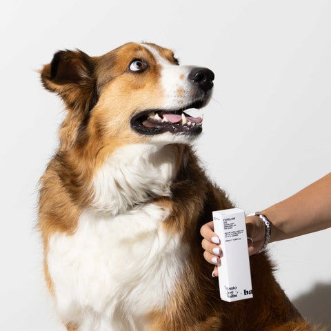 Shine with Intention: Introducing the Toronto Dog Moms x Barkus Fur Glow Oil